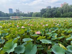-莲花池公园