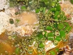 -探鱼·鲜青椒爽麻烤鱼(番禺万达店)
