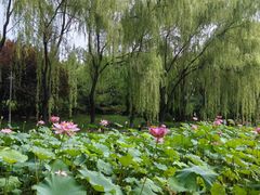 -东升八家郊野公园