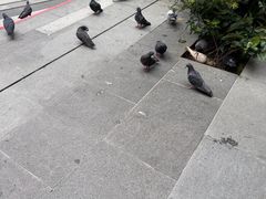 -大馆(前中区警署建築群)