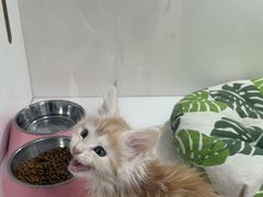 -青奢宠物·青奢猫舍