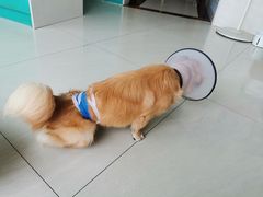 -乐琪宠物医院·犬猫专科·骨外科·急重症