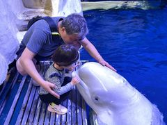 -秦皇岛乐岛海洋王国