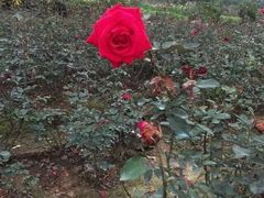 -三圣花乡旅游区