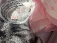-美联众合动物医院·24h转诊中心