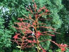 -中国科学院华南植物园