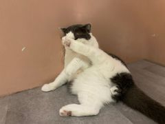 -猫儿山۰猫主题餐厅