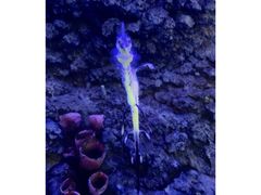-迪拜水族馆及水下动物园