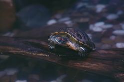 -酷嗒动物文化乐园(cutezoo西溪乐天城店)