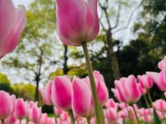 -上海鲜花港
