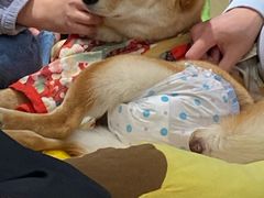 -逗柴咖啡屋·狗咖猫咖宠物桌游