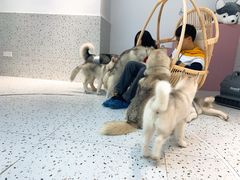 -Husky Go!哈士奇体验馆·宠物咖啡厅狗咖
