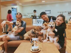 -柴务处·柴犬主题狗咖