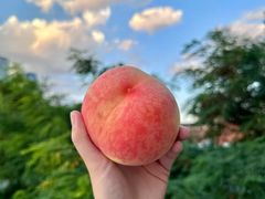 -老袁家蜜桃农场·阳山水蜜桃