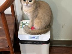 -楼上猫咖(罗湖店)