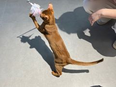 -琪喵猫屋·撸猫猫咖·猫舍