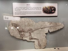 -辽宁古生物博物馆