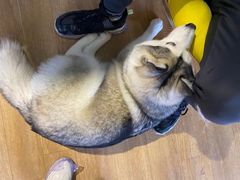 -Husky Go! 哈士奇体验馆·宠物咖啡厅狗咖