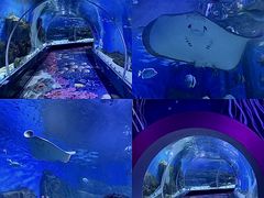 -顺德南宏海立方海洋公园