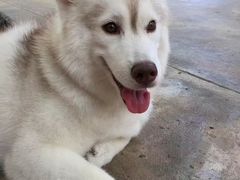 -TrueLove @ Neverland (Husky Cafe)