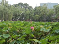 -四川大学(望江校区)