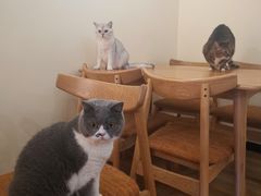 -滚猫咖啡·猫咖·猫友好撸猫(未来城店)