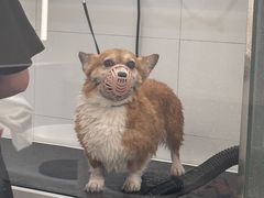 -comecome来吧宠物(奥克斯中心店)