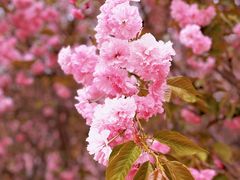 -长白岛森林公园