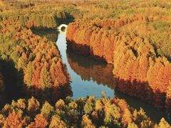 -上海海湾国家森林公园