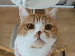 -Let's go狗咖·猫咖·奶狗·桌游(春熙路IFS店)