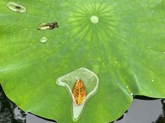 -桂湖森林公园