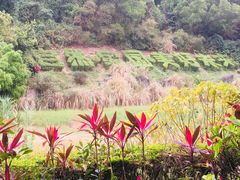 -深圳国际园林花卉博览园