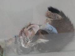 -糯米喵星人总部直营旗舰店·猫舍·幼猫出售