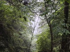 -天目山大树王景区