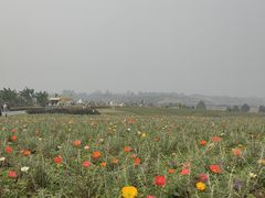 -空港花田景区