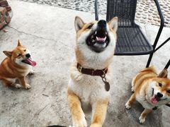 -柴犬高等学院·狗咖·柴犬售卖·宠物训练