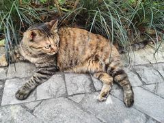 -阿嬷手作(成都万象城店)