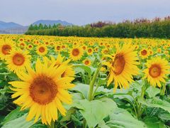 -君乐宝优致牧场