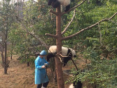 游乐设施-成都大熊猫繁育研究基地