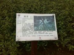 android_upload_pic-广西壮族自治区药用植物园