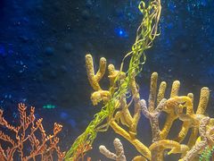 -珠海长隆海洋王国