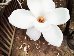 -大觉寺-停车场