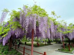 -嘉定紫藤园