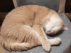 -逗柴咖啡屋·狗咖猫咖宠物桌游