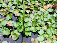 -苏州金鸡湖大酒店