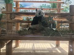 -西霞口神雕山野生动物世界