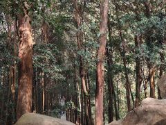 -火炉山森林公园