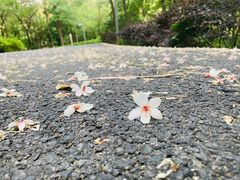 -神光山国家森林公园