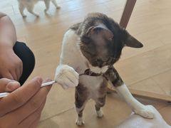 -Let's go狗咖·猫咖·奶狗·桌游(春熙路IFS店)