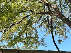 -旅顺留声机博物馆